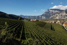 Weingut Endrizzi - Event area in San Michele all'Adige - Exhibition