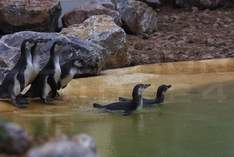 Tierpark Sababurg - Gaststätte in Hofgeismar