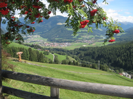 Südtirol/Bergwiese