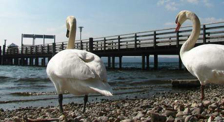 Schwäne am Bootsanlegesteg vor dem Seehof