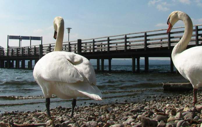 Schwäne am Bootsanlegesteg vor dem Seehof