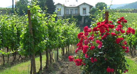 Das Weingut Motzenbäcker mit der Villa liegt am Ortsrand von Deidesheim umgeben von Weinreben. Auf dem Plateau oberhalb der Villa im Paradies, hinter dem der Pfälzer Wald leicht ansteigt, hat man einen weiten Blick in die Rheinebene.