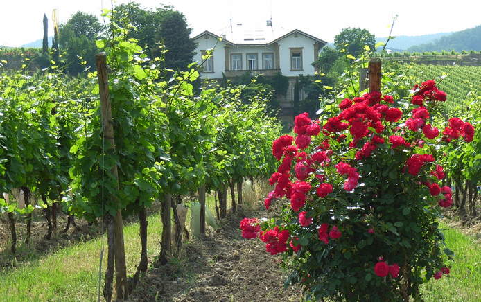 Das Weingut Motzenbäcker mit der Villa liegt am Ortsrand von Deidesheim umgeben von Weinreben. Auf dem Plateau oberhalb der Villa im Paradies, hinter dem der Pfälzer Wald leicht ansteigt, hat man einen weiten Blick in die Rheinebene.